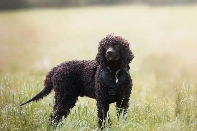 Bird Dogs That Don't Shed: Top Low-Shedding Breeds for Allergy Sufferers