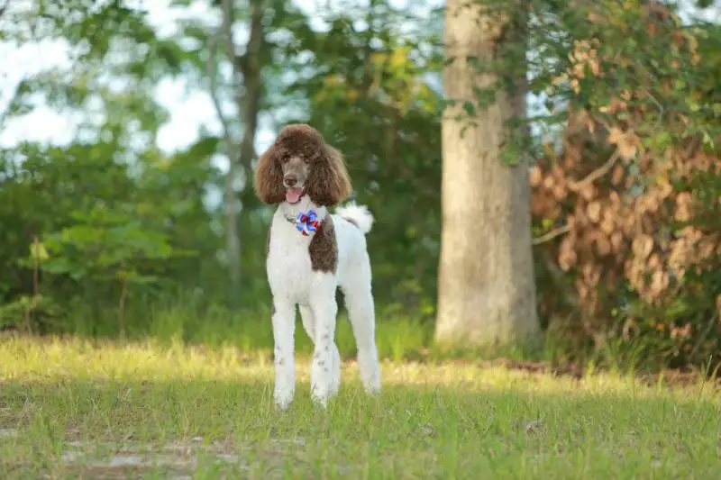 Bird Dogs That Don't Shed: Top Low-Shedding Breeds for Allergy Sufferers