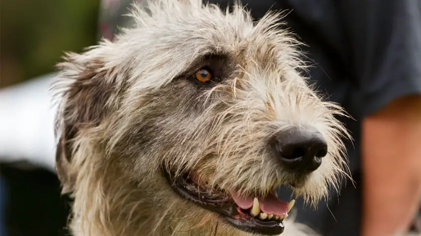 Bird Dogs That Don't Shed: Top Low-Shedding Breeds for Allergy Sufferers