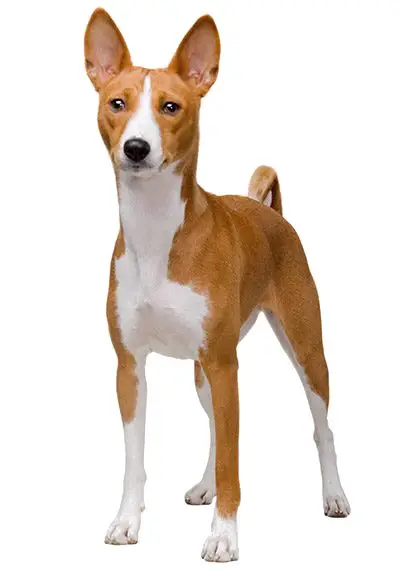 Bird Dogs That Don't Shed: Top Low-Shedding Breeds for Allergy Sufferers