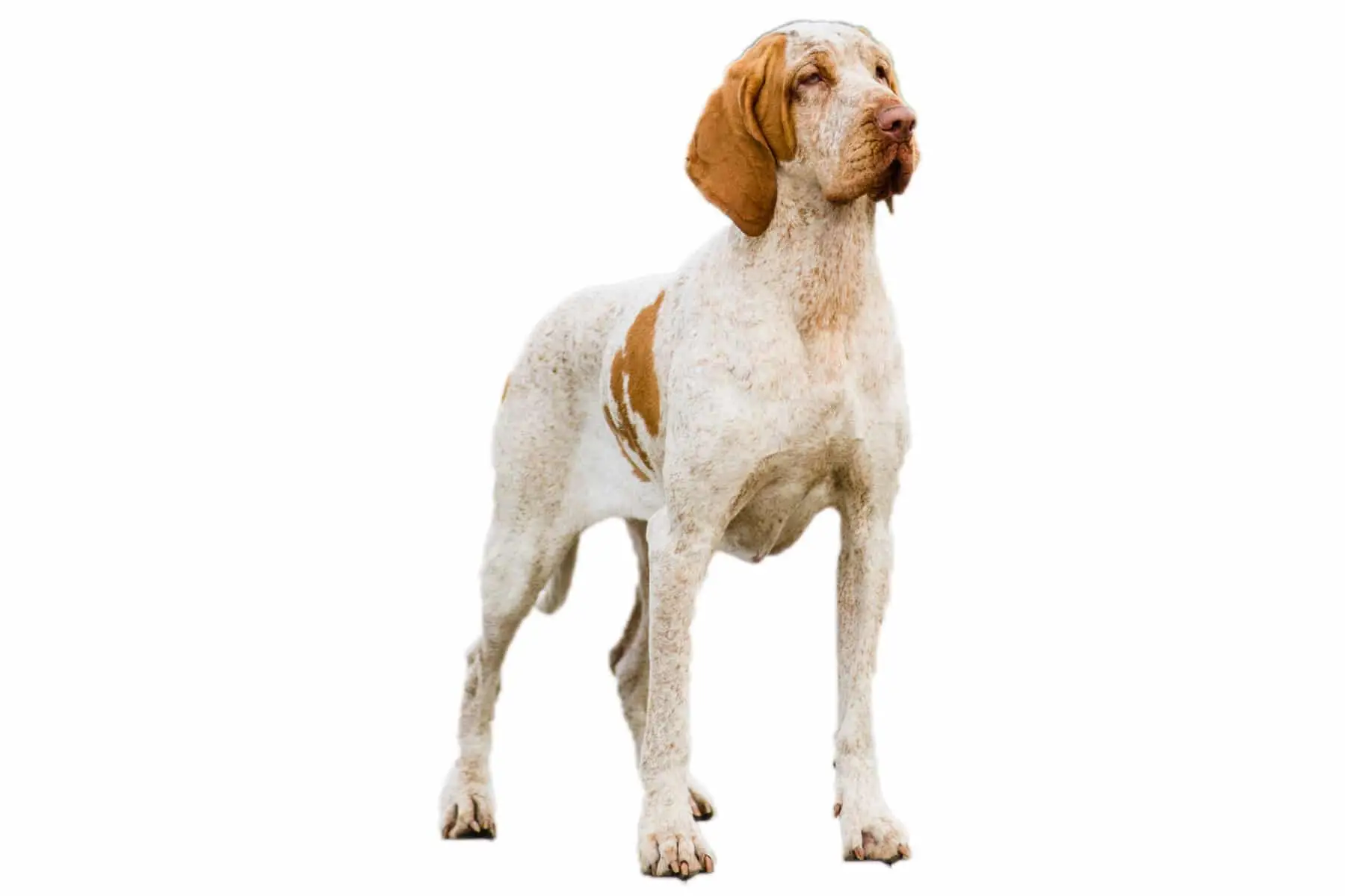 Bird Dogs That Don't Shed: Top Low-Shedding Breeds for Allergy Sufferers