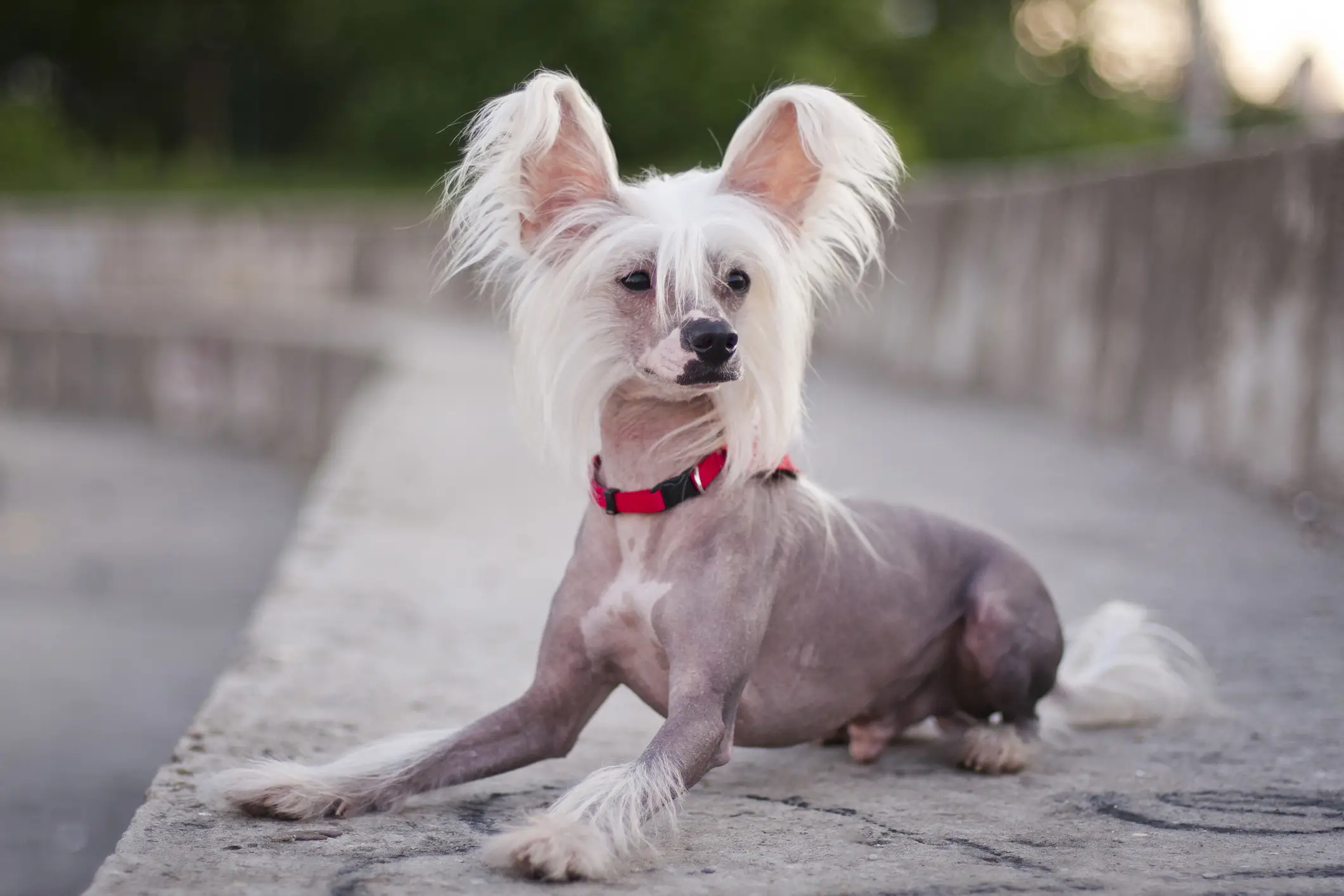 Bird Dogs That Don't Shed: Top Low-Shedding Breeds for Allergy Sufferers