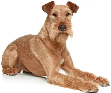Bird Dogs That Don't Shed: Top Low-Shedding Breeds for Allergy Sufferers