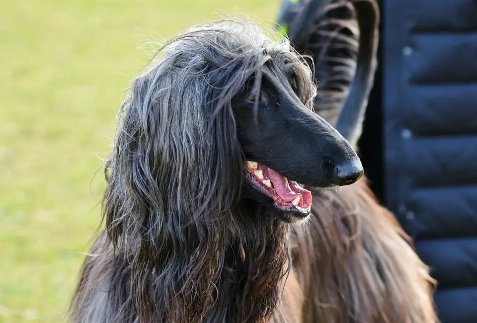 Bird Dogs That Don't Shed: Top Low-Shedding Breeds for Allergy Sufferers