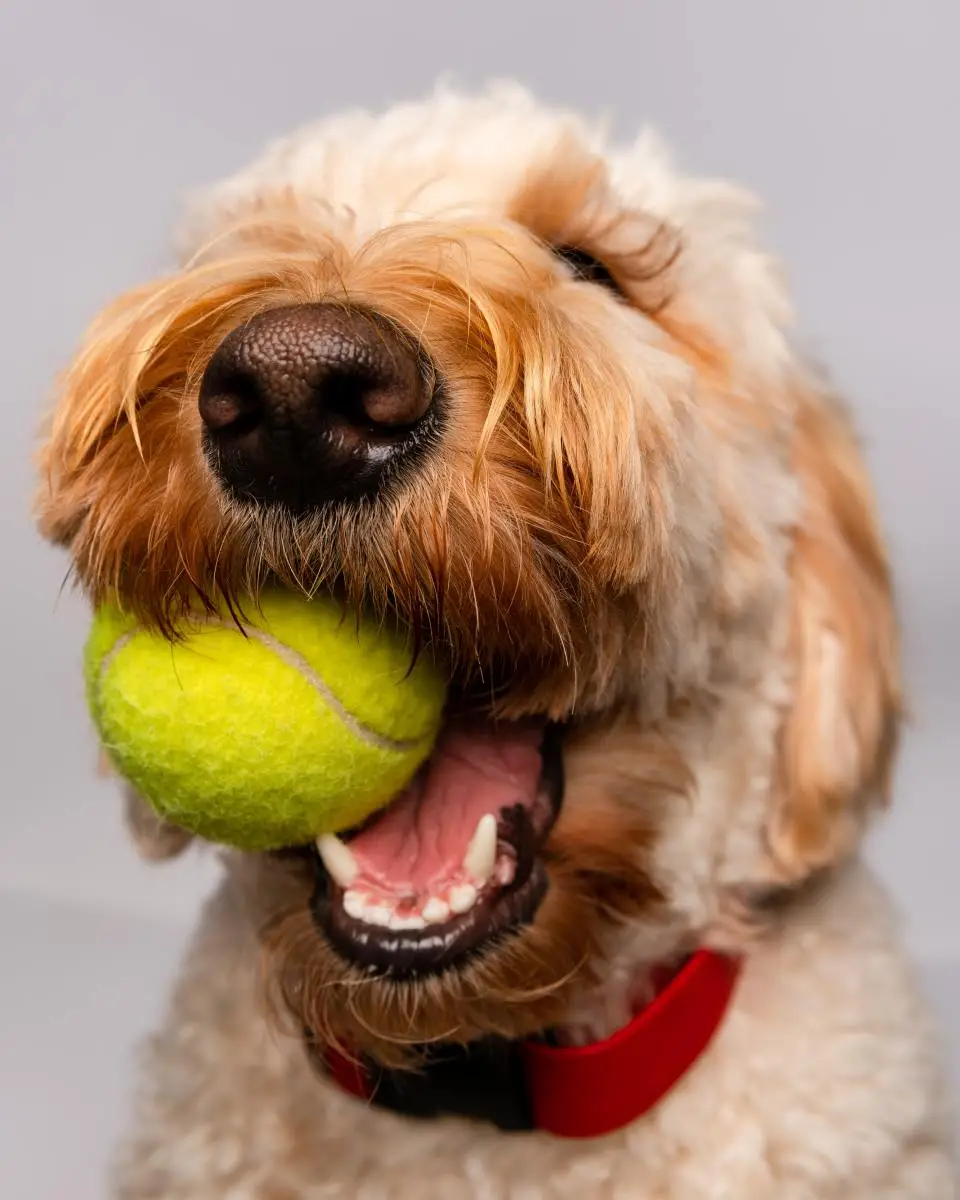 Bird Dogs That Don't Shed: Top Low-Shedding Breeds for Allergy Sufferers