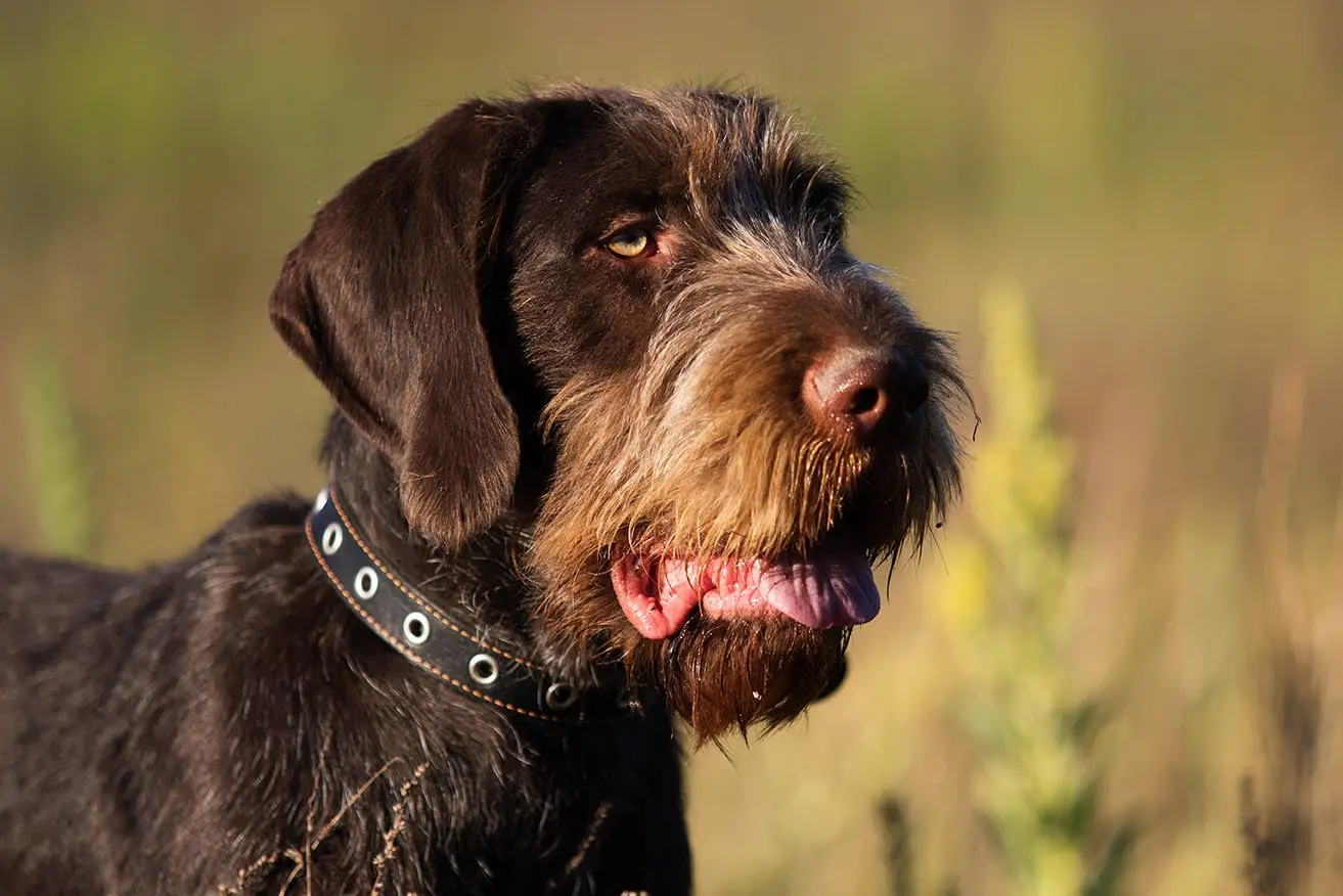 Bird Dogs That Don't Shed: Top Low-Shedding Breeds for Allergy Sufferers