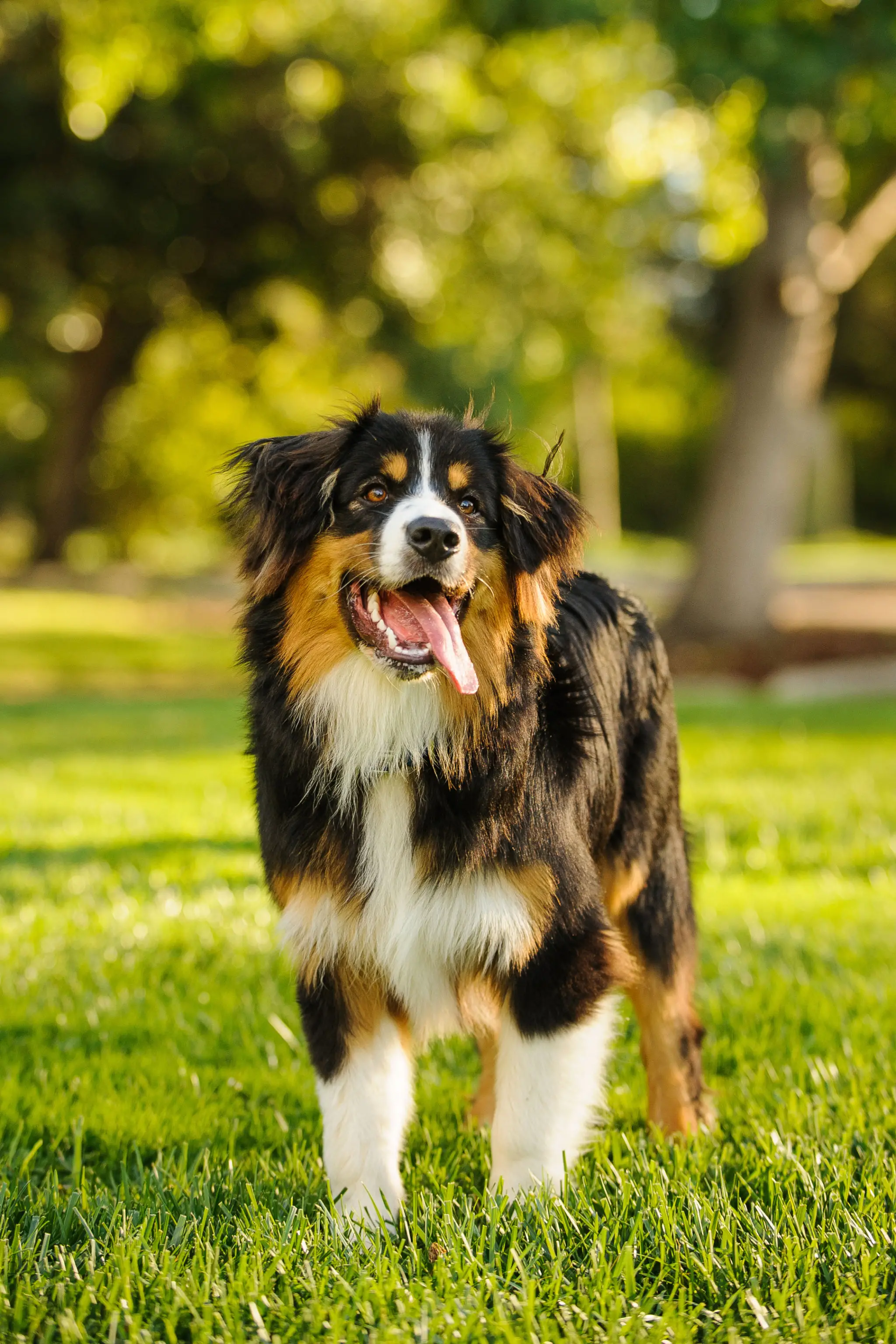 Bird Dogs That Don't Shed: Top Low-Shedding Breeds for Allergy Sufferers