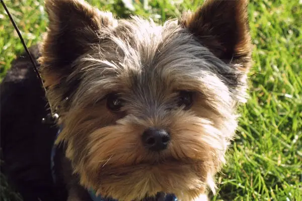 Bird Dogs That Don't Shed: Top Low-Shedding Breeds for Allergy Sufferers