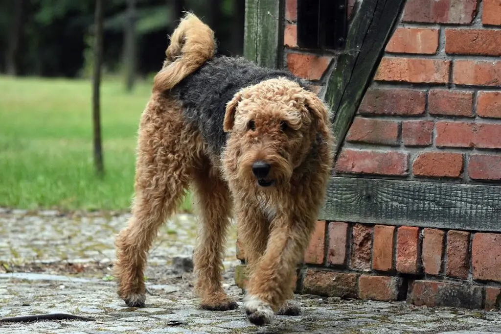 Bird Dogs That Don't Shed: Top Low-Shedding Breeds for Allergy Sufferers
