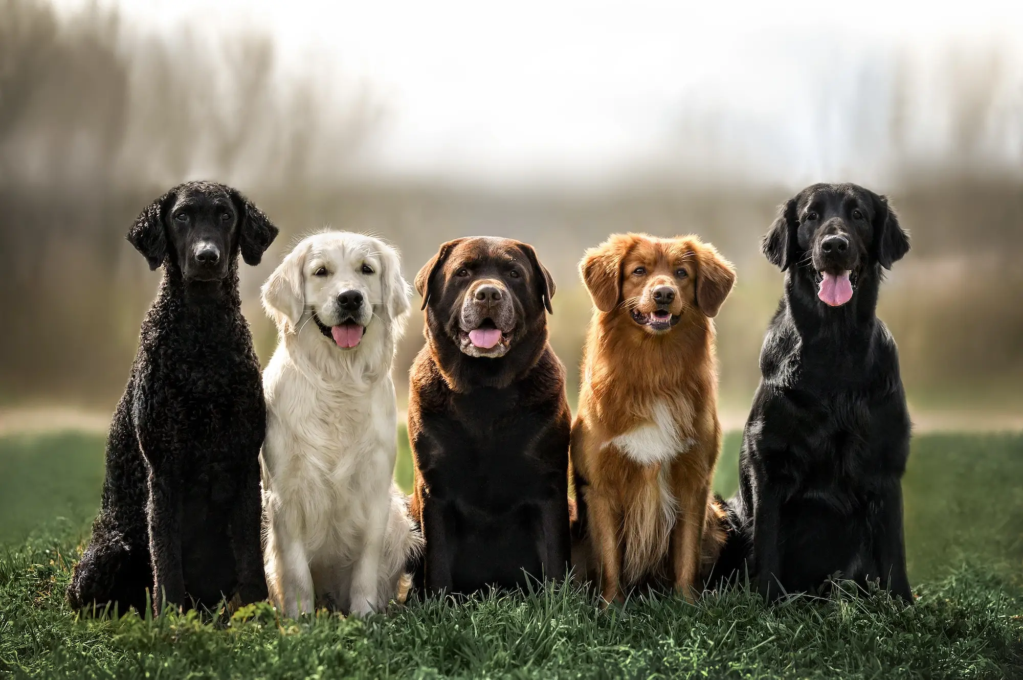 Bird Dogs That Don't Shed: Top Low-Shedding Breeds for Allergy Sufferers