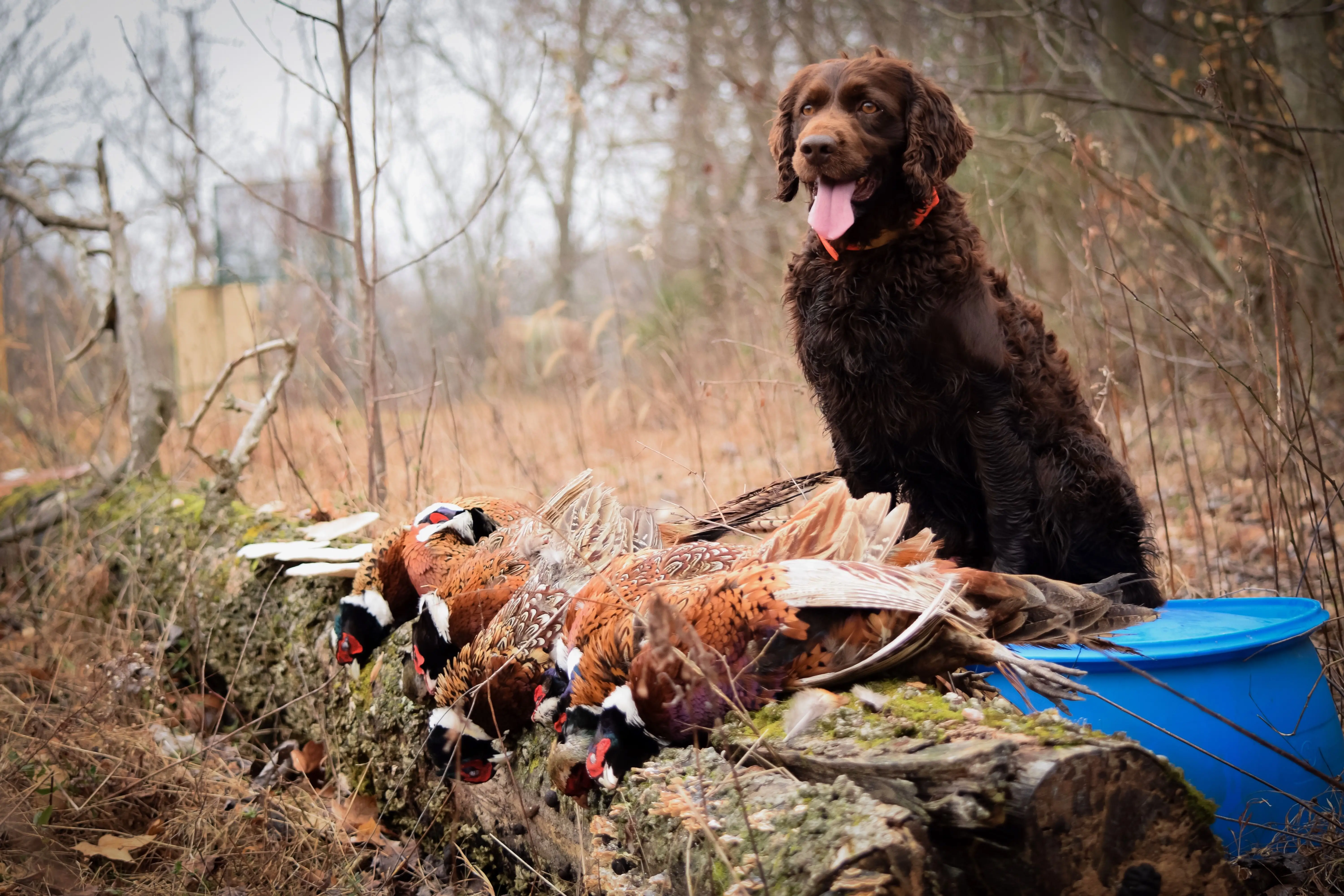 Bird Dogs That Don't Shed: Top Low-Shedding Breeds for Allergy Sufferers