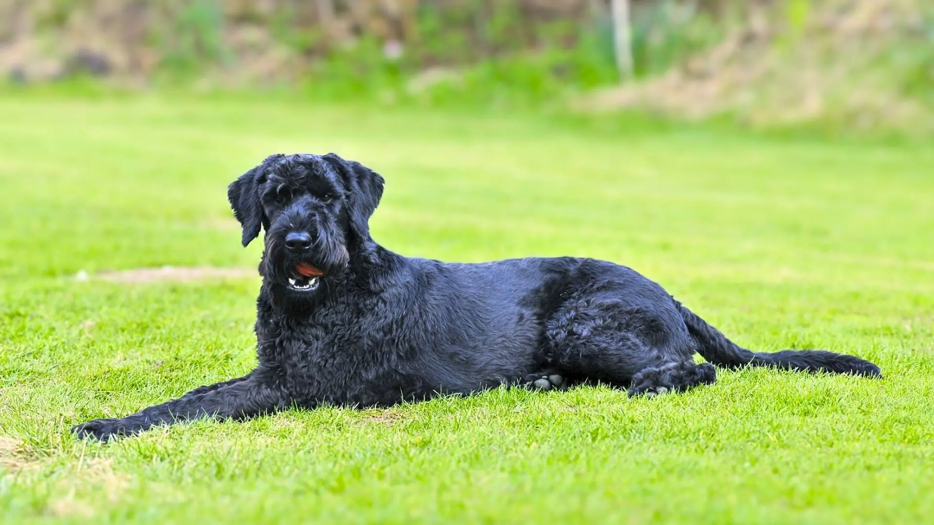 Best Non Shedding Hunting Dog: Top Breeds for Allergy-Friendly Outdoor Adventures