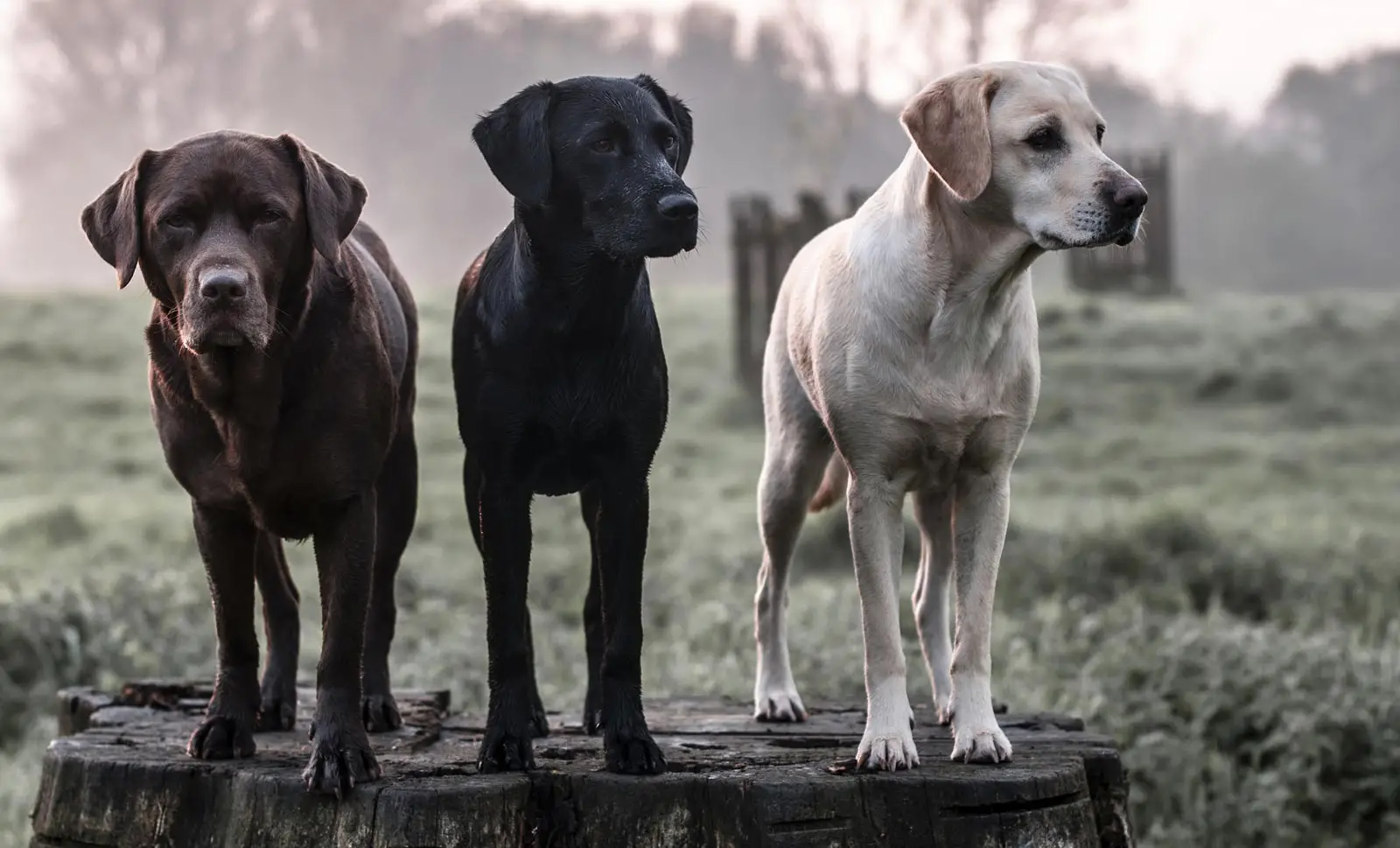 Best Non Shedding Hunting Dog: Top Breeds for Allergy-Friendly Outdoor Adventures