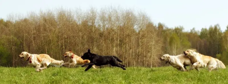 Best Non Shedding Hunting Dog: Top Breeds for Allergy-Friendly Outdoor Adventures