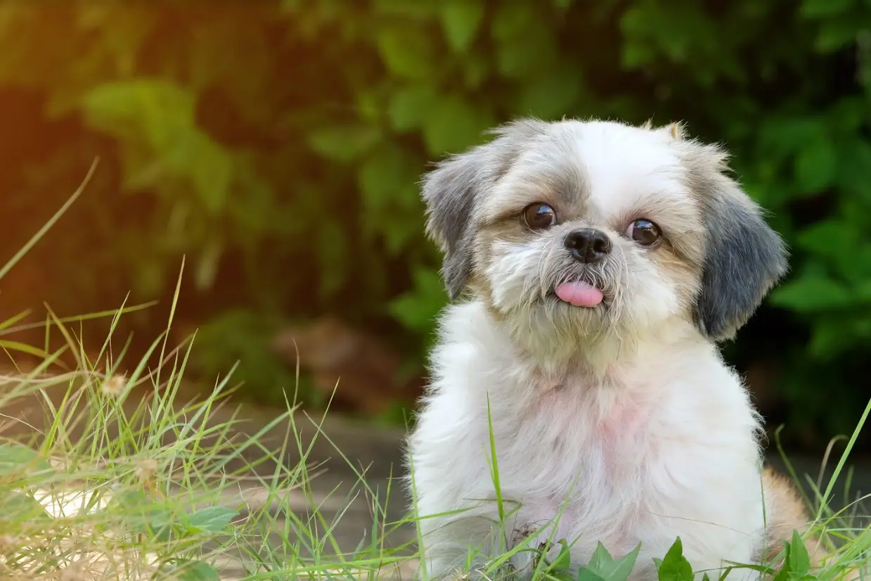 Best Non Shedding Hunting Dog: Top Breeds for Allergy-Friendly Outdoor Adventures