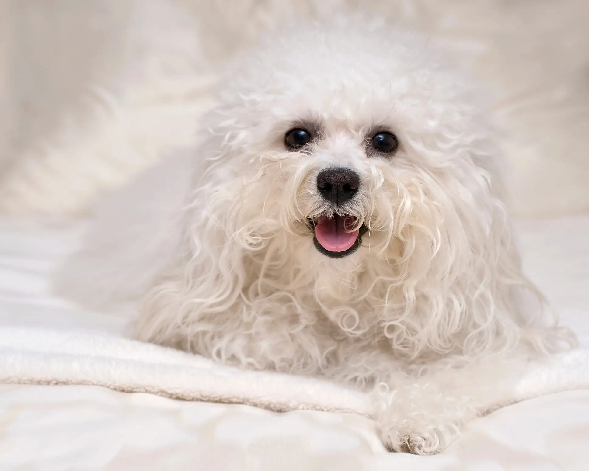 Best Non Shedding Hunting Dog: Top Breeds for Allergy-Friendly Outdoor Adventures
