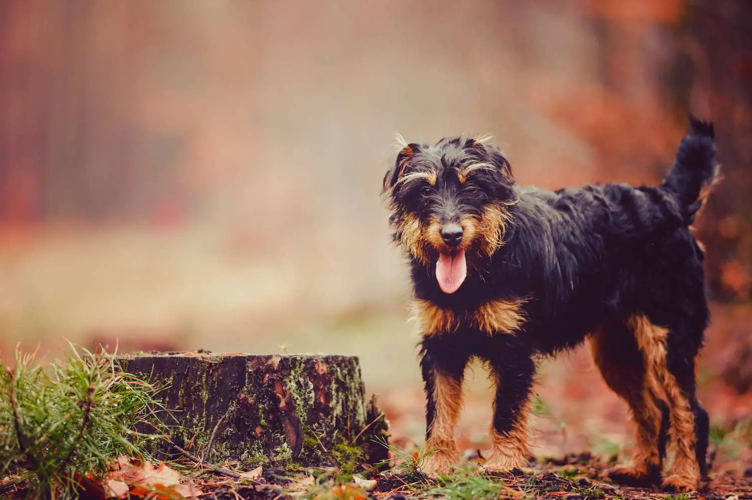 Best Non Shedding Hunting Dog: Top Breeds for Allergy-Friendly Outdoor Adventures
