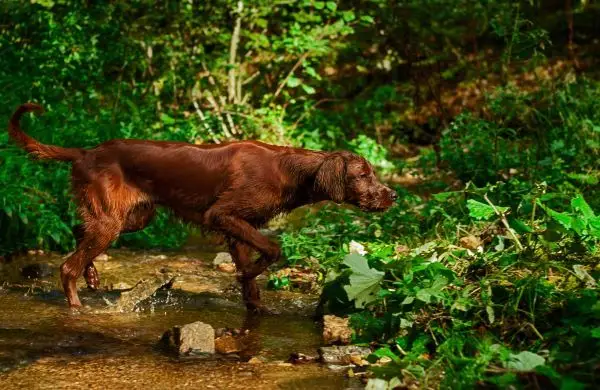 Best Non Shedding Hunting Dog: Top Breeds for Allergy-Friendly Outdoor Adventures