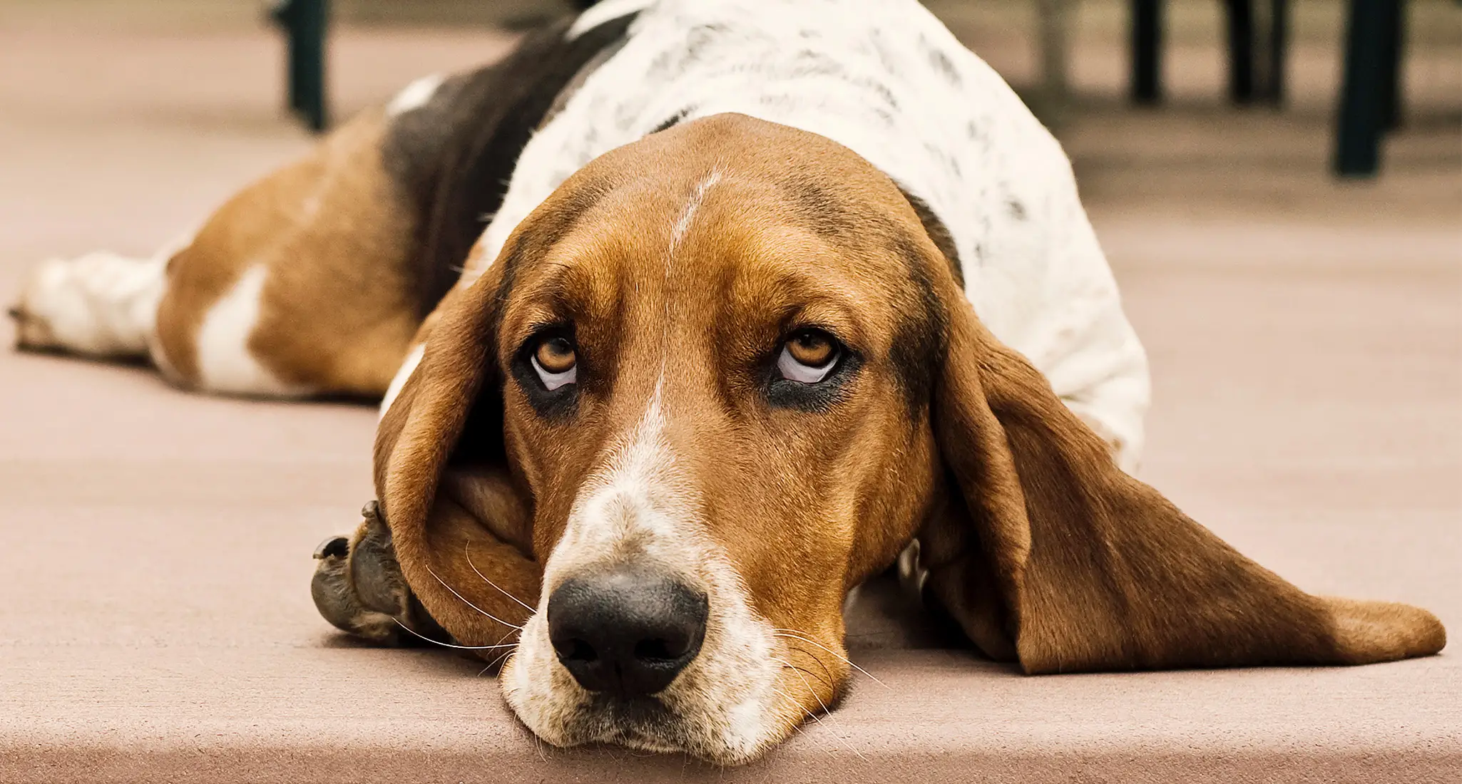 Best Non Shedding Hunting Dog: Top Breeds for Allergy-Friendly Outdoor Adventures