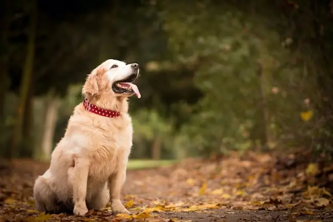 Kidney Disorder in Dogs Understanding and Implications