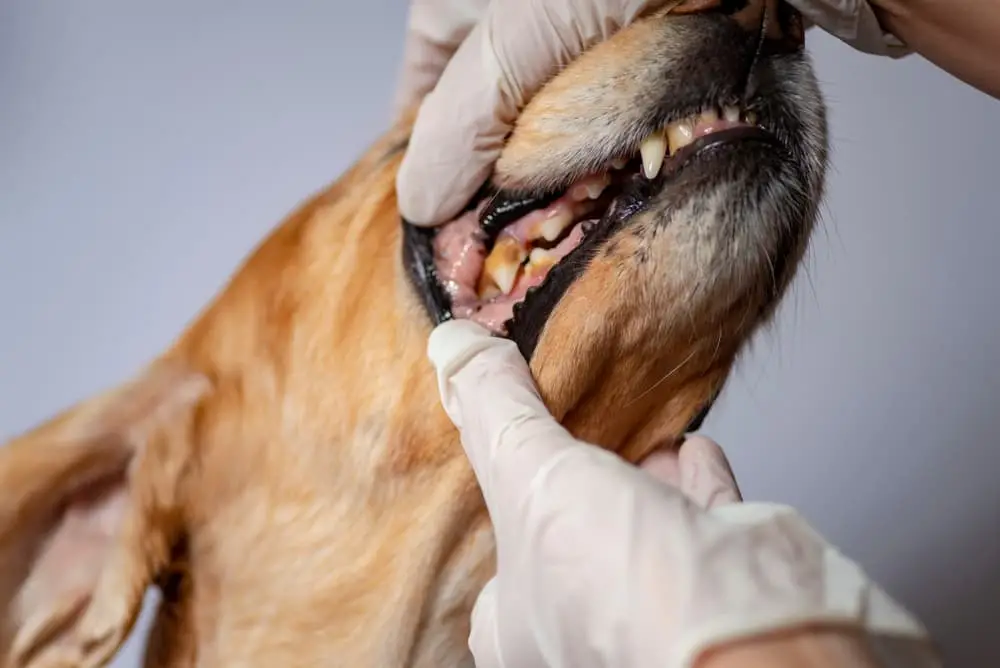 Kidney Disorder in Dogs Understanding and Implications