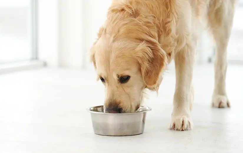 Kidney Disorder in Dogs Understanding and Implications