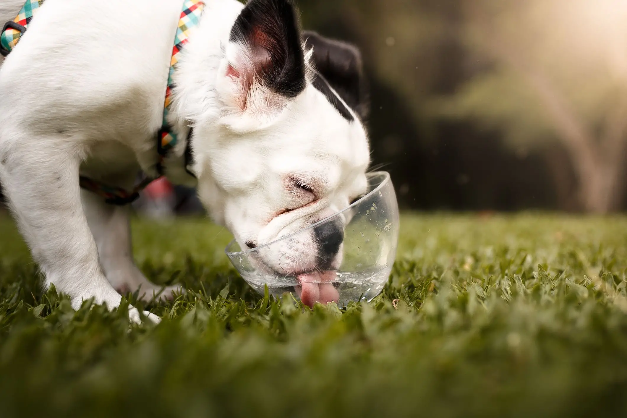 Kidney Disorder in Dogs Understanding and Implications