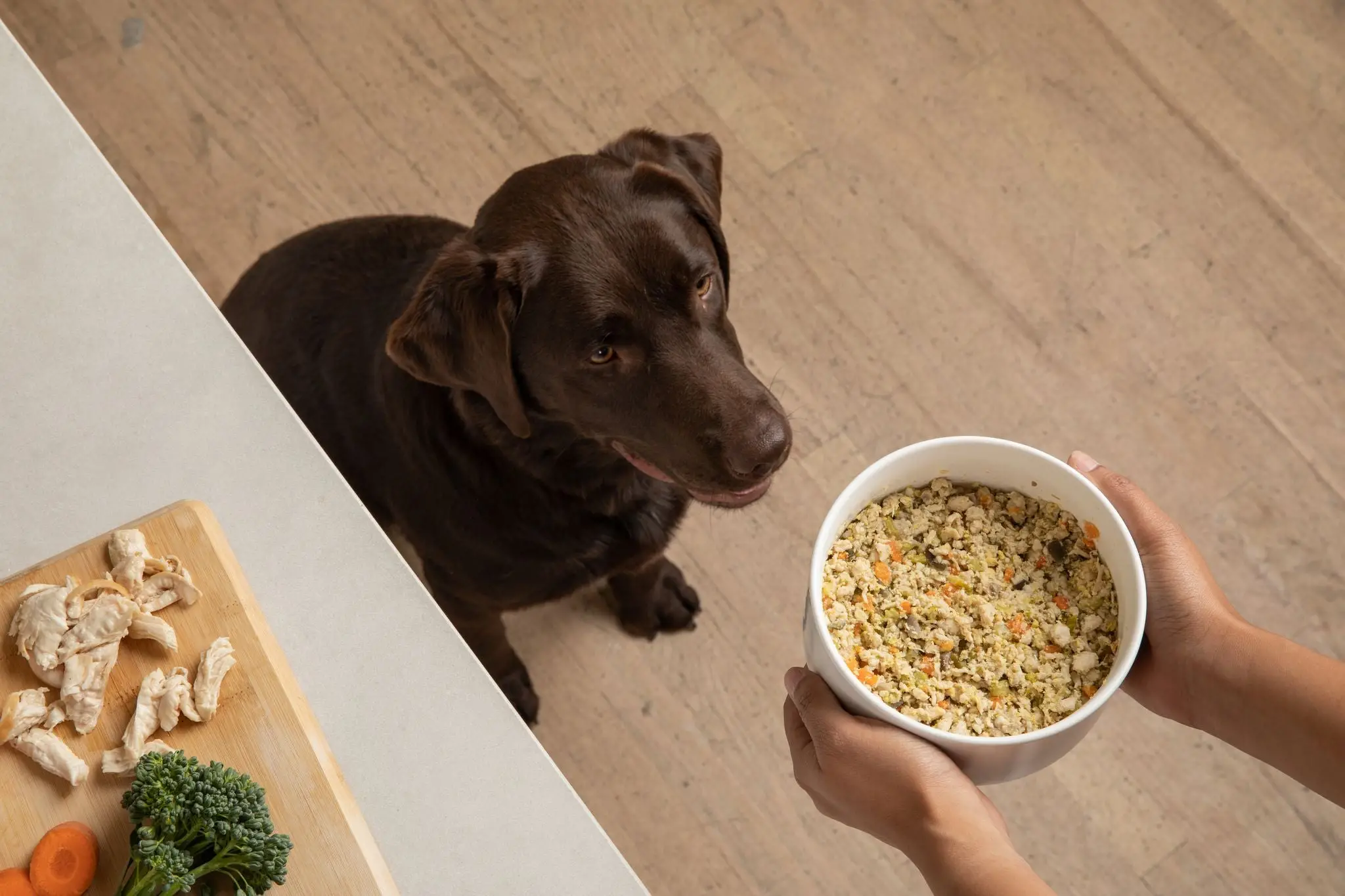 Kidney Disorder in Dogs Understanding and Implications