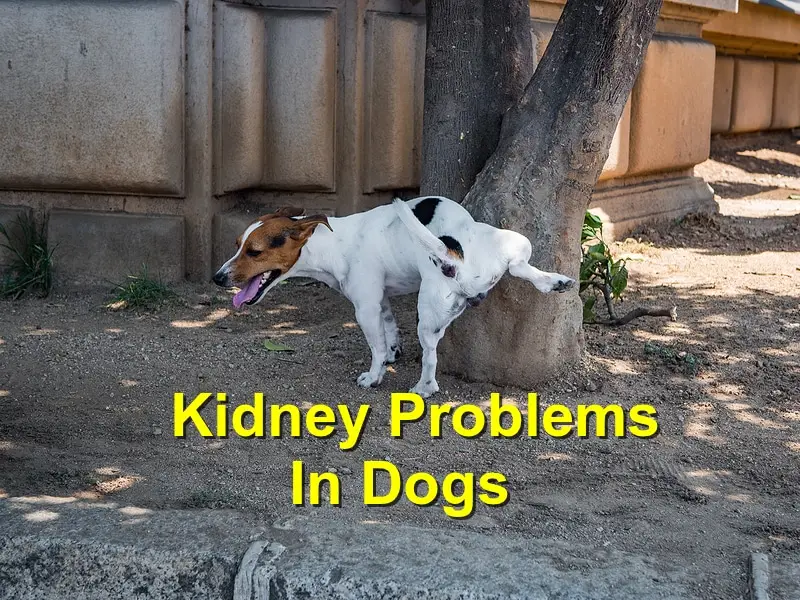 Kidney Disorder in Dogs Understanding and Implications