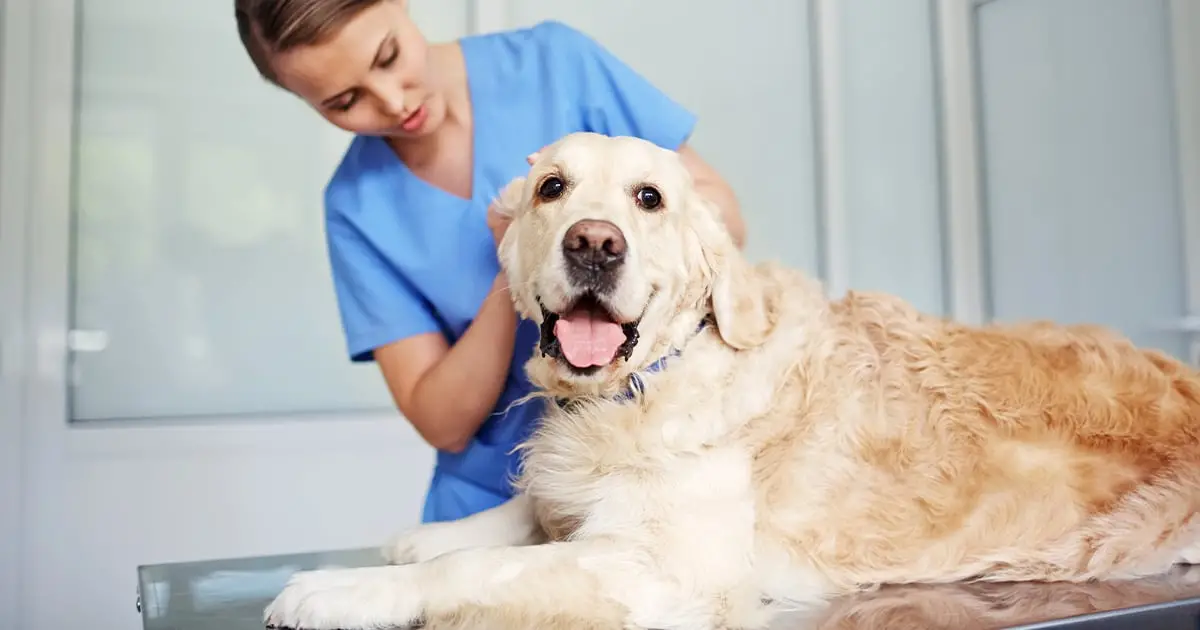 Kidney Disorder in Dogs Understanding and Implications