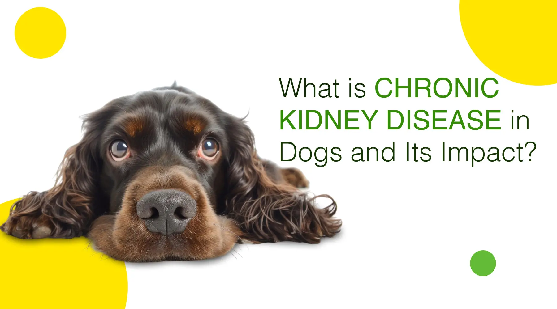 Kidney Disorder in Dogs Understanding and Implications