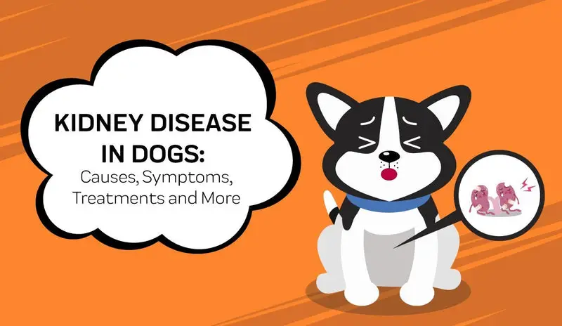 Kidney Disorder in Dogs Understanding and Implications