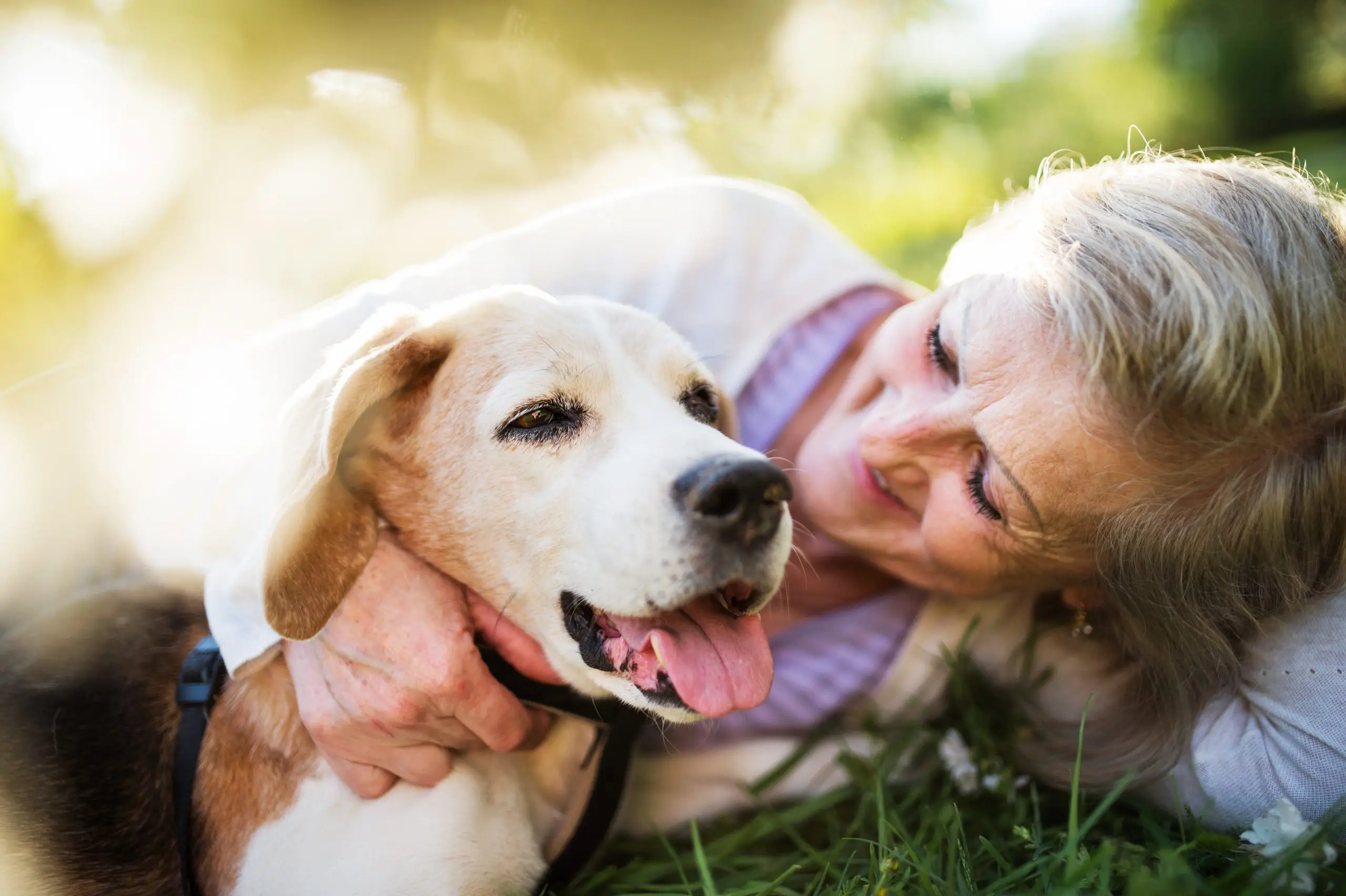 Kidney Disorder in Dogs Understanding and Implications