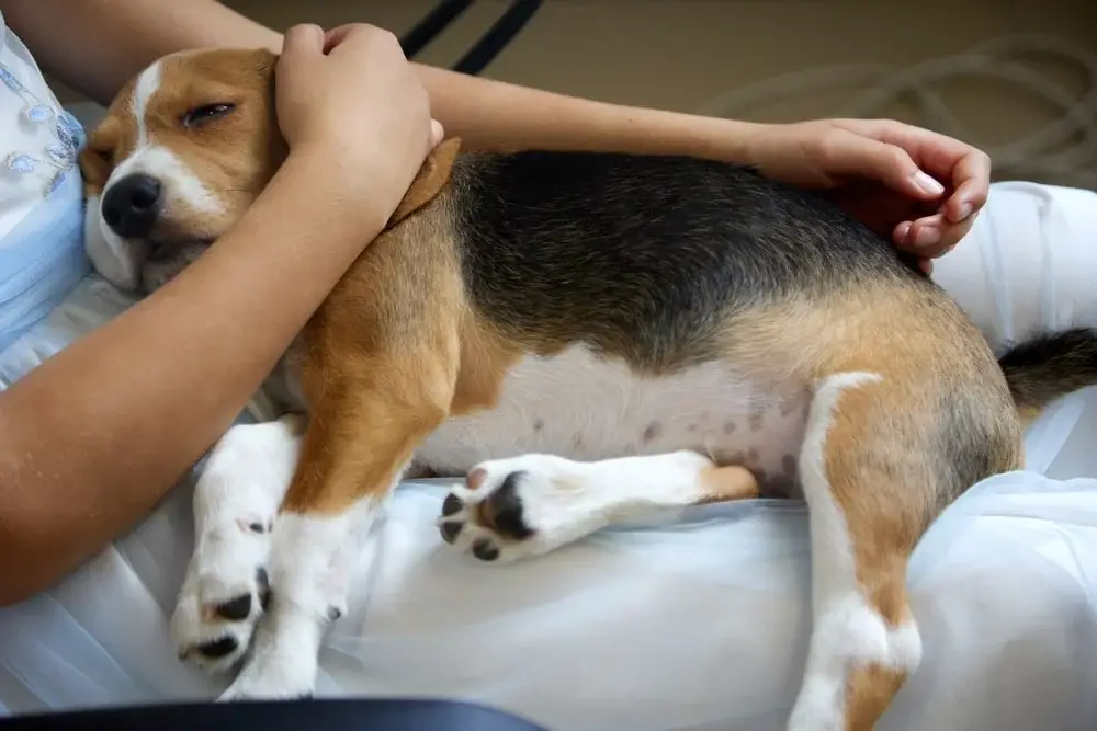 Kidney Disorder in Dogs Understanding and Implications