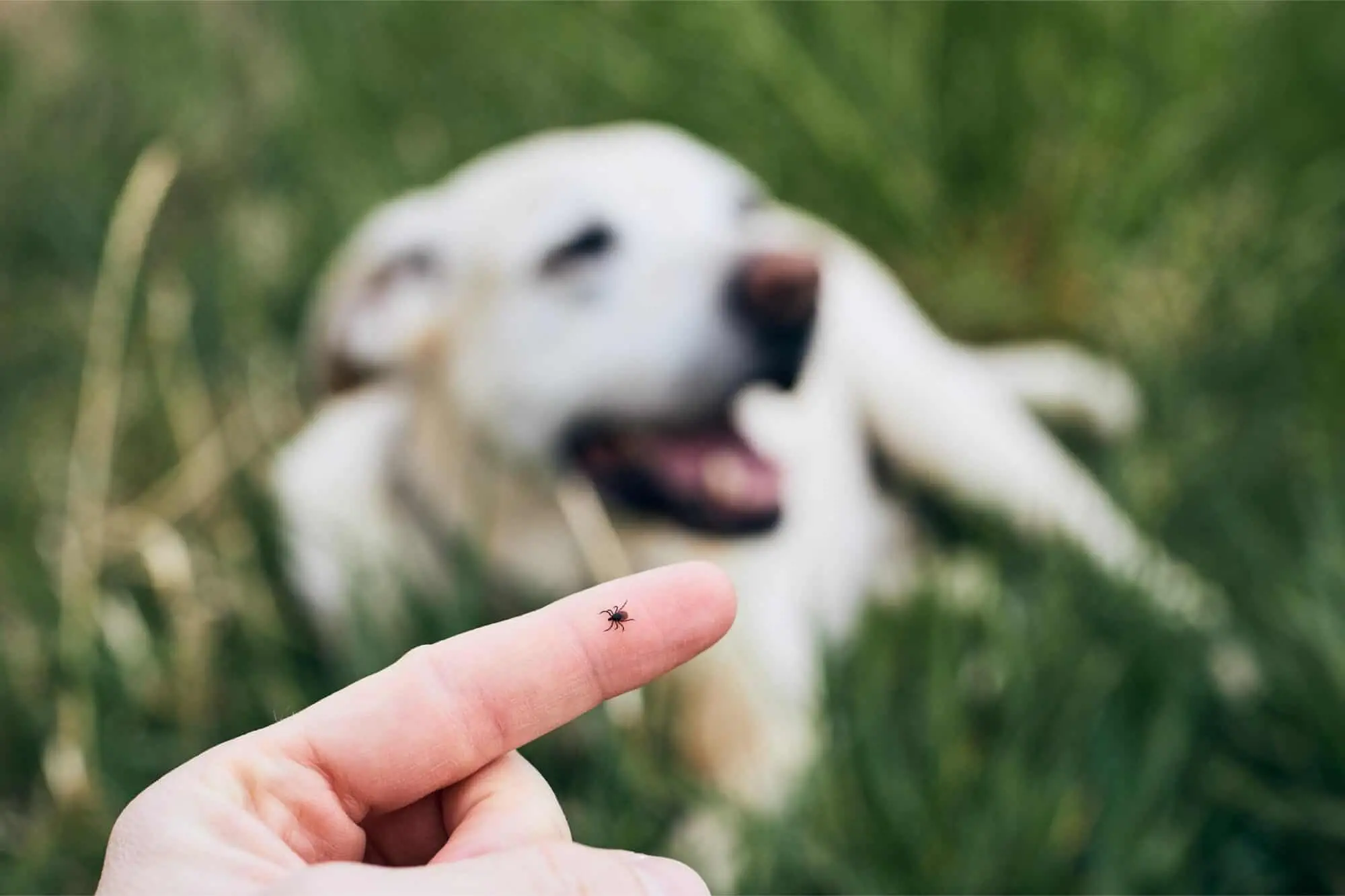 Kidney Disorder in Dogs Understanding and Implications