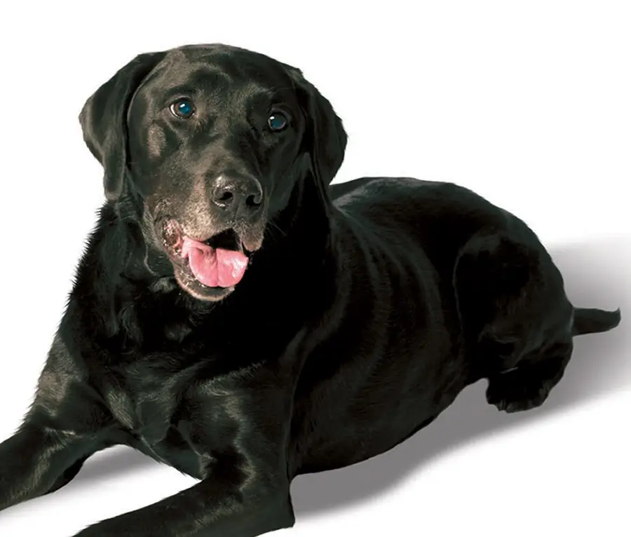 Kidney Disorder in Dogs Understanding and Implications