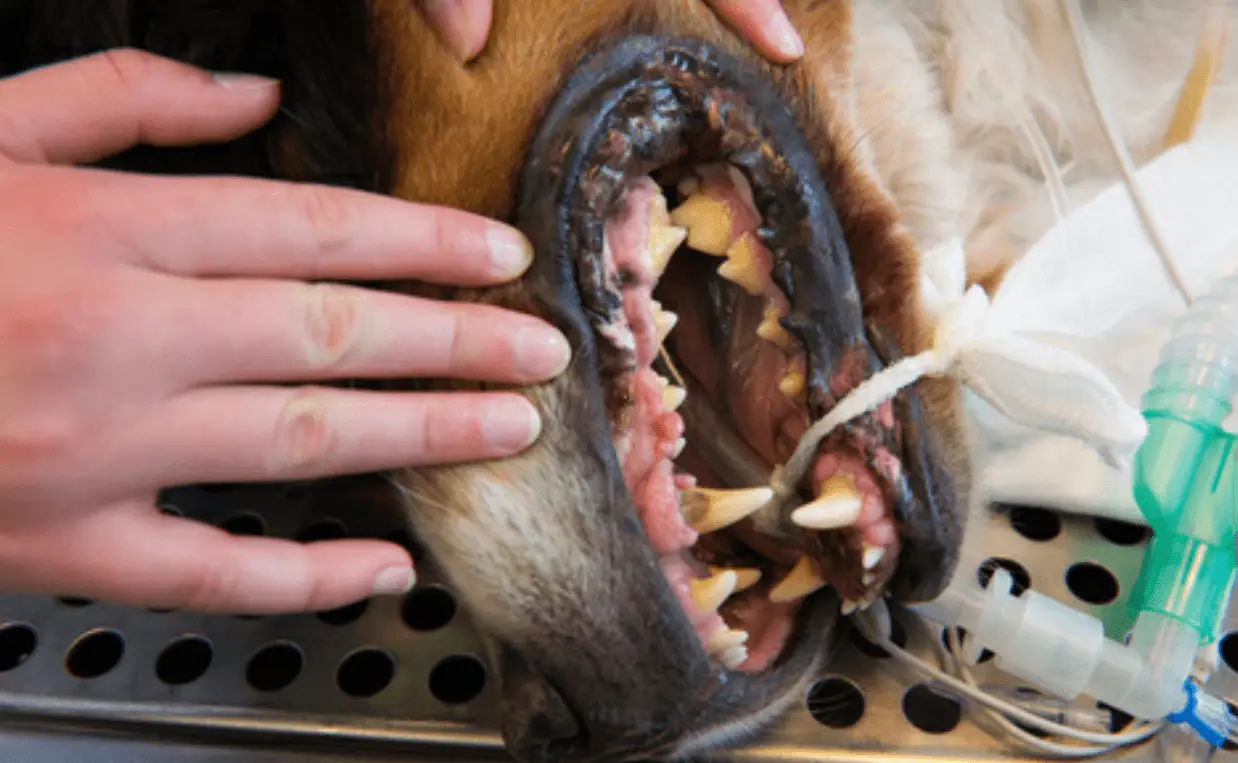 Kidney Disorder in Dogs Understanding and Implications
