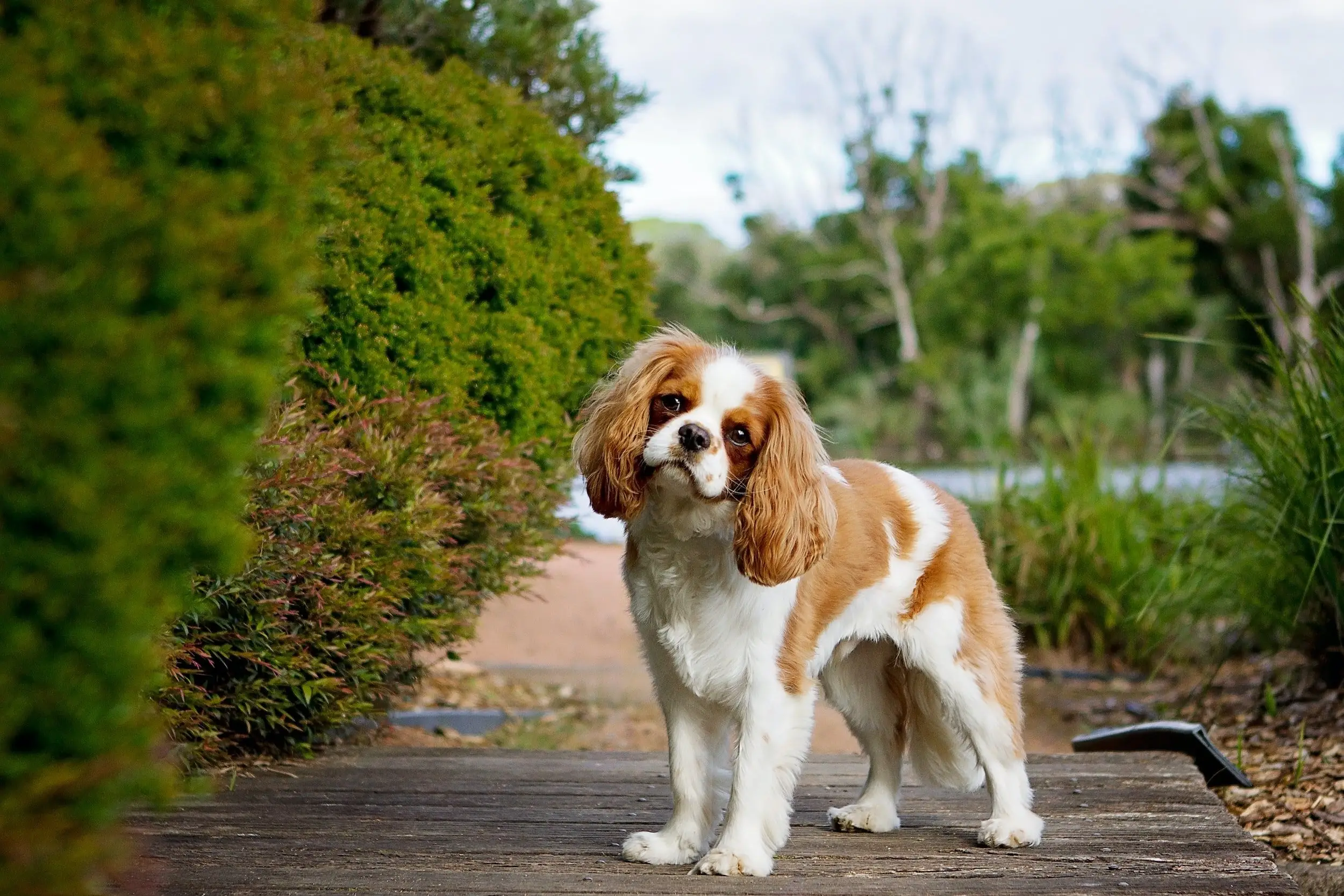 Kidney Disorder in Dogs Understanding and Implications