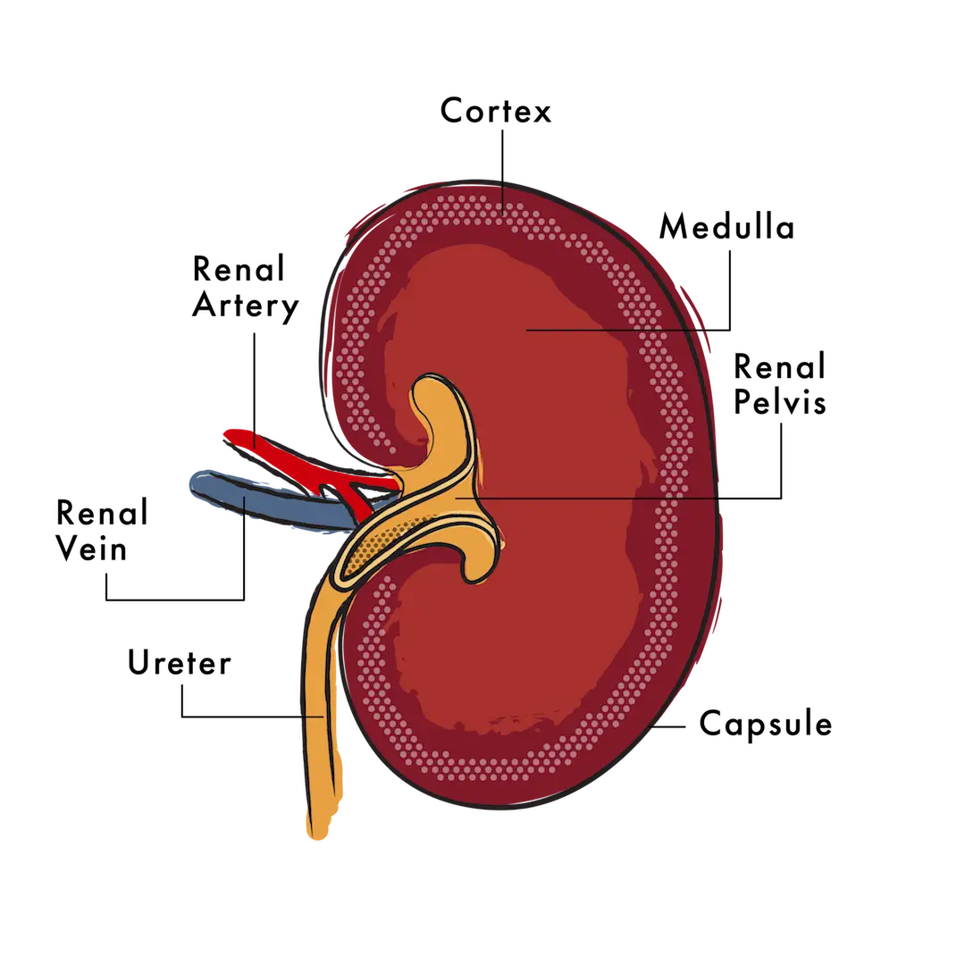 Kidney Disorder in Dogs Understanding and Implications