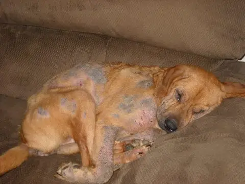 Dogs and Skin Conditions A Comprehensive Guide to Maintaining Canine Skin Health