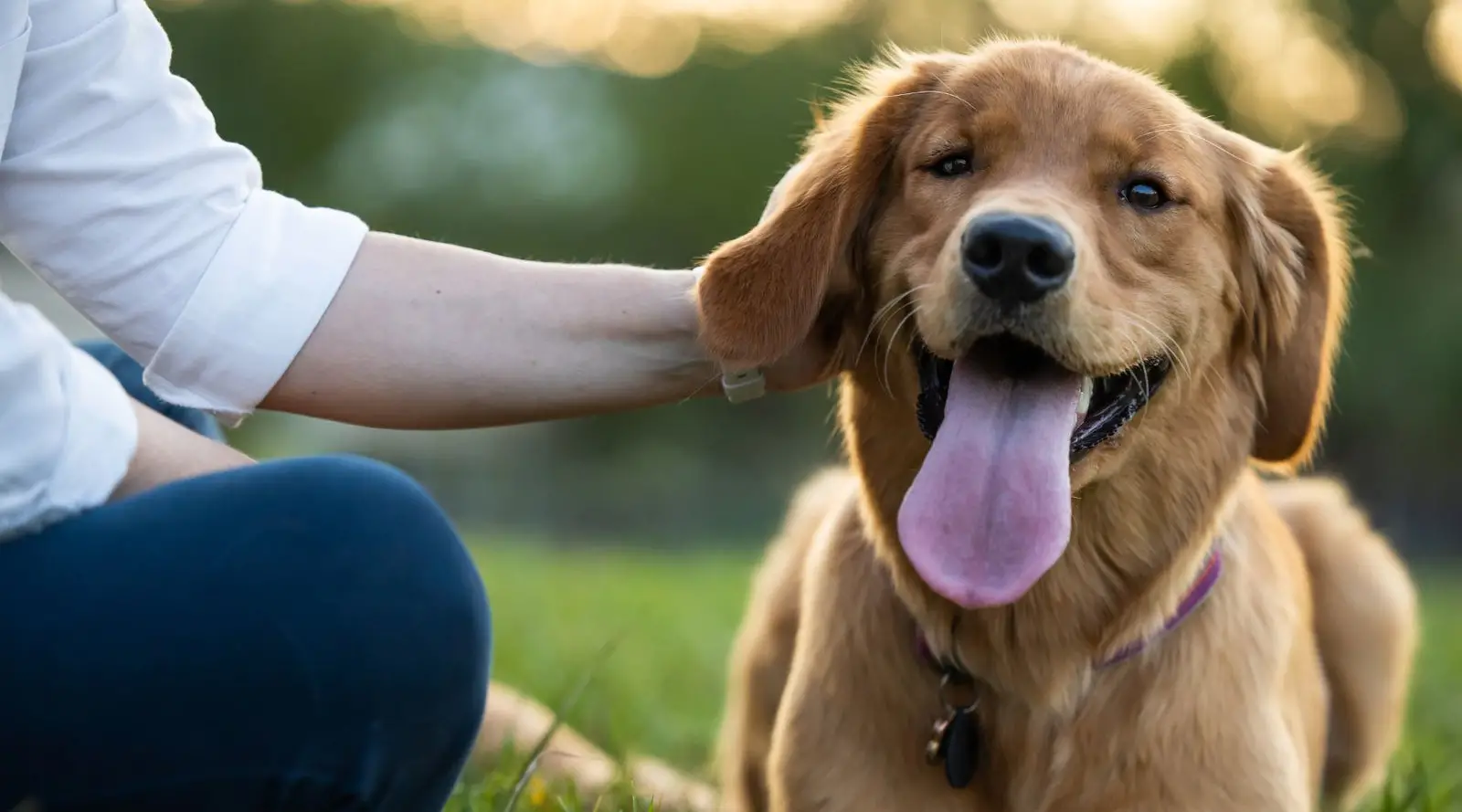 Dogs and Skin Conditions A Comprehensive Guide to Maintaining Canine Skin Health