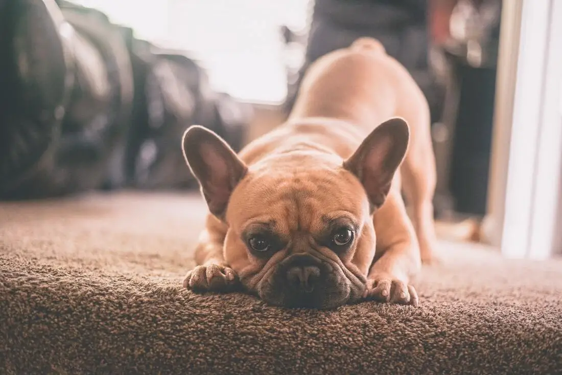Dogs and Skin Conditions A Comprehensive Guide to Maintaining Canine Skin Health