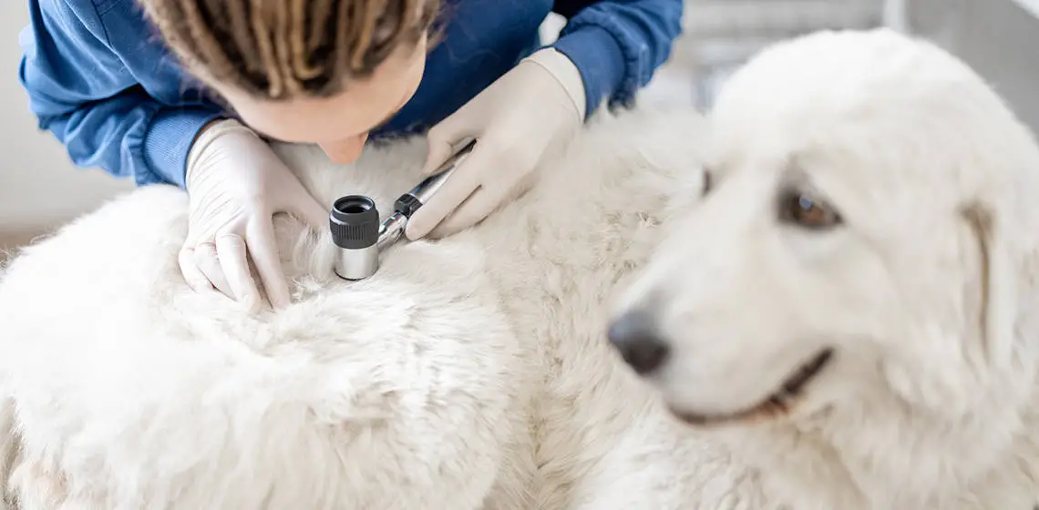 Dogs and Skin Conditions A Comprehensive Guide to Maintaining Canine Skin Health
