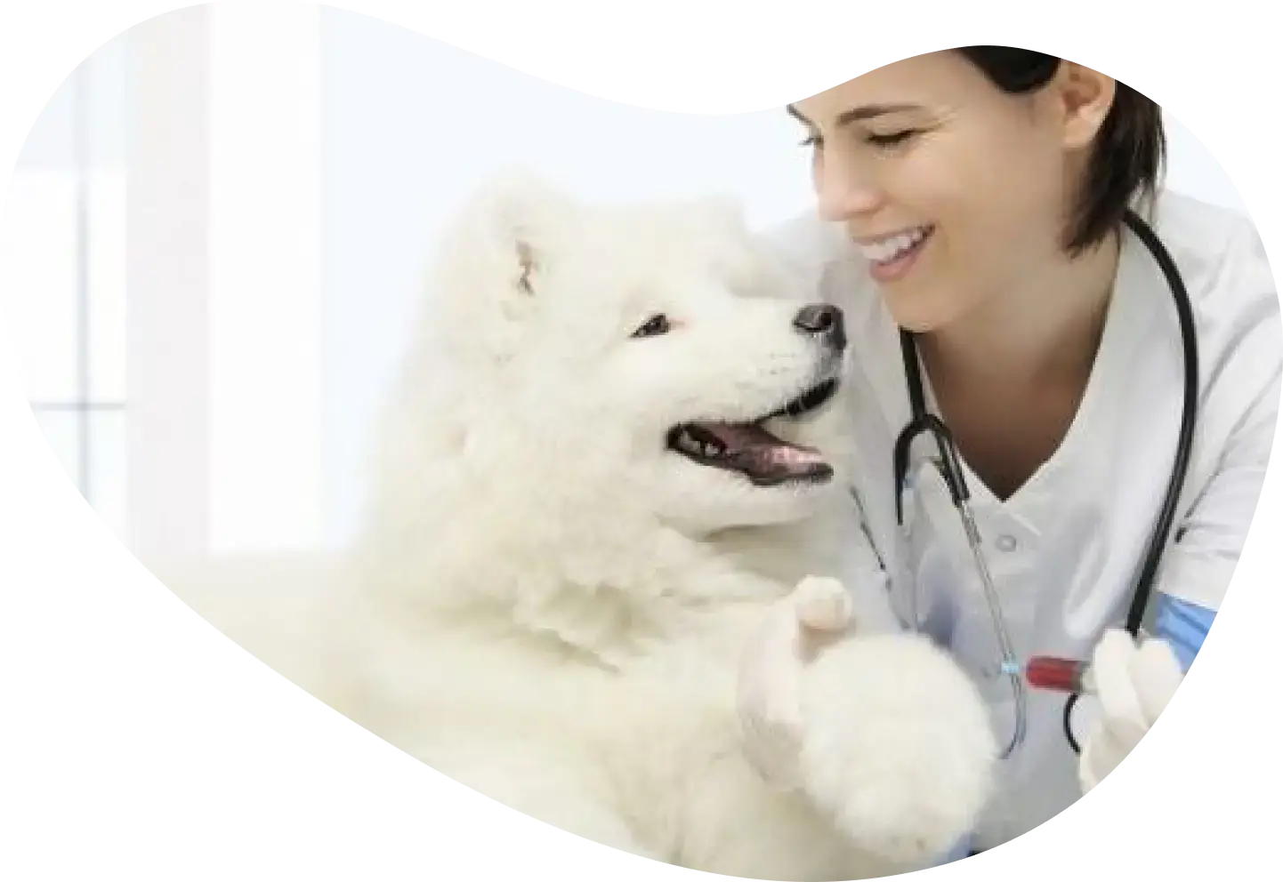 Dogs and Skin Conditions A Comprehensive Guide to Maintaining Canine Skin Health