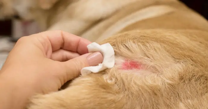 Dogs and Skin Conditions A Comprehensive Guide to Maintaining Canine Skin Health
