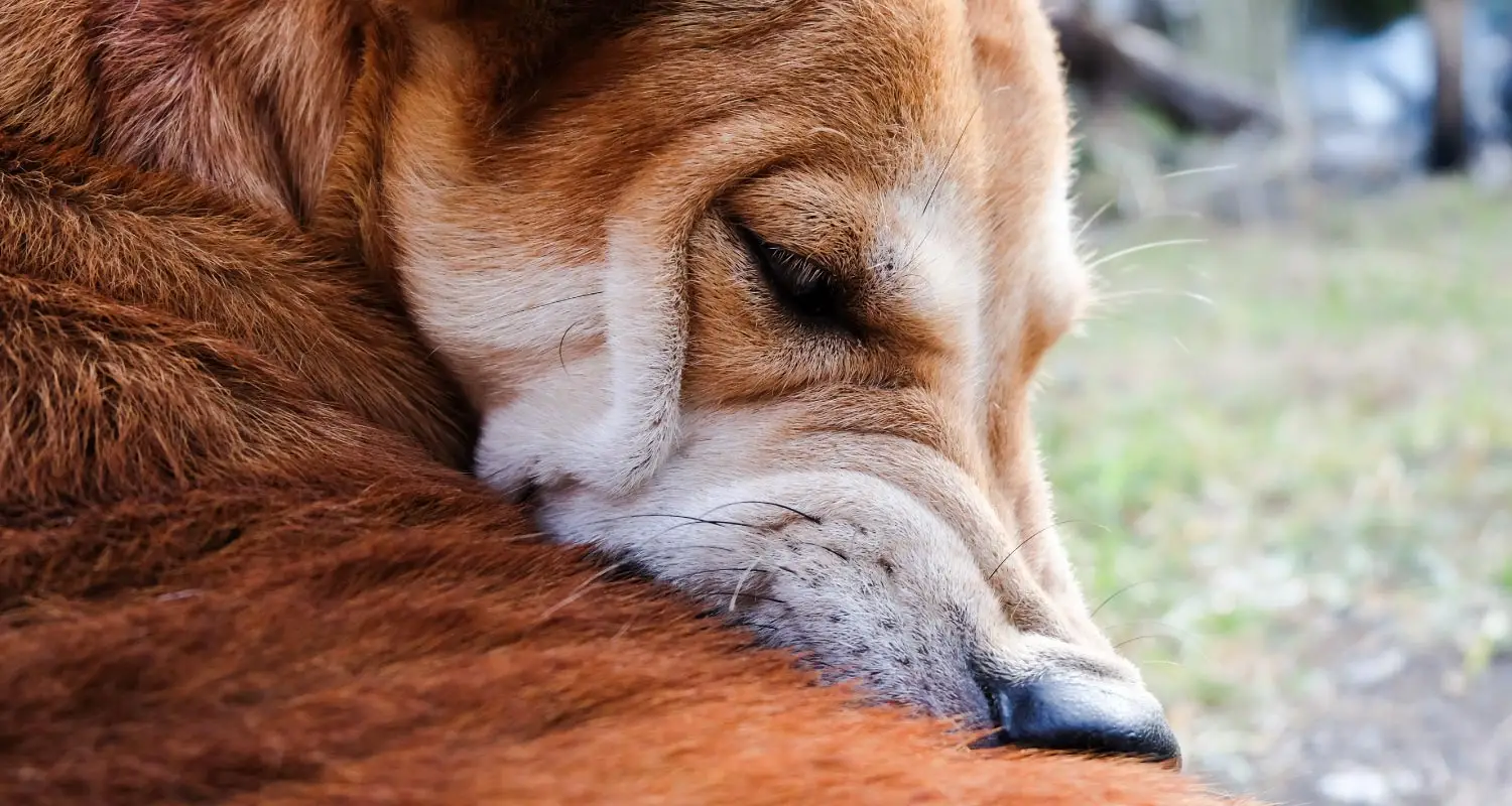 Dogs and Skin Conditions A Comprehensive Guide to Maintaining Canine Skin Health