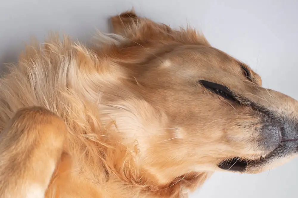 Dogs and Skin Conditions A Comprehensive Guide to Maintaining Canine Skin Health