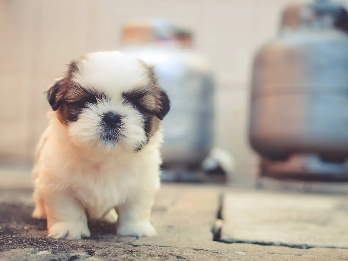 Dogs and Skin Conditions A Comprehensive Guide to Maintaining Canine Skin Health