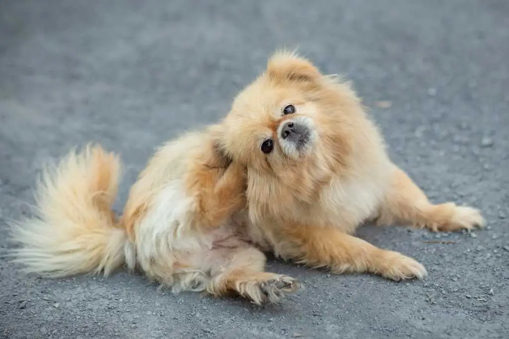Dogs and Skin Conditions A Comprehensive Guide to Maintaining Canine Skin Health