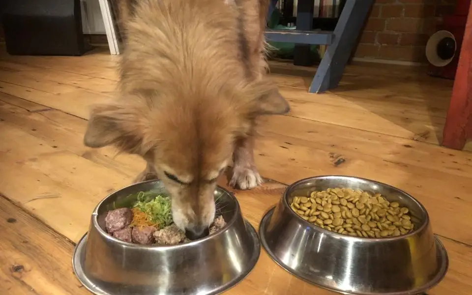 Gastrointestinal Disease in Dogs A Comprehensive Guide to Understanding, Managing, and Preventing Digestive Issues in Your Canine Companion